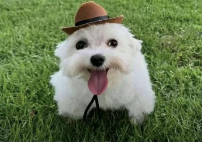 Made by The Anomaly Files.